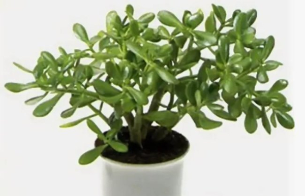 Як виростити грошове дерево або Прикмети у третьому тисячолітті