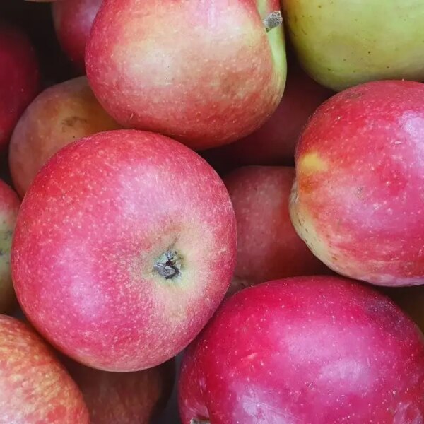 Чому не можна гризти яблука, на ніч дивлячись: кислота краде пружність овалу обличчя