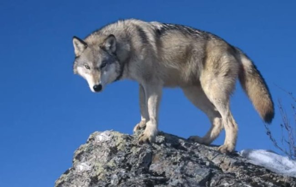 Хто ви за слов'янським тотемним гороскопом?