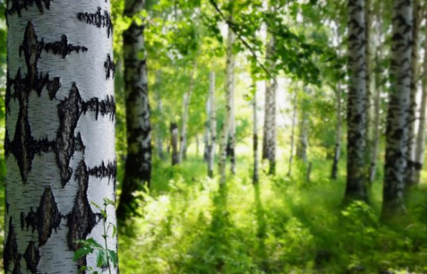 Вітаміни Перемоги: які кулінарні хитрощі допомогли пережити війну?