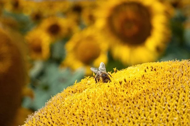 19 серпня День пасічника в Україні