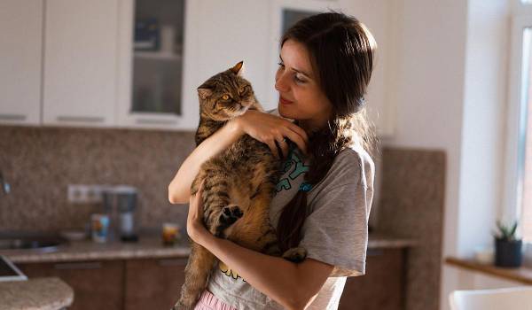 7 порід котів, що завжди будуть поруч