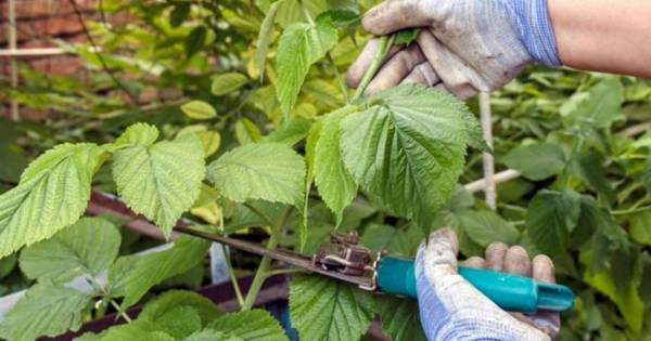 Зробіть це з малиною восени — і вона дасть потрійний урожай солодких ягід наступного сезону
