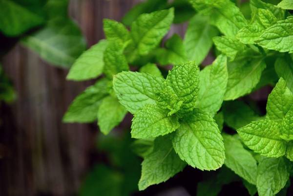5 небезпечних рослин, що можуть захопити ваш сад