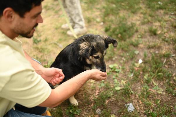 ТЕТ відправляє собак-безхатьків на червону доріжку до нових родин