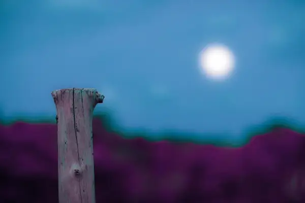 Серпневий місячний календар: 7 днів для щастя в коханні, грошах та кар’єрі