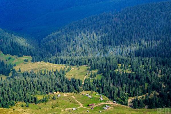Китай посадив 78 мільярдів дерев: вплив на опади та водні ресурси