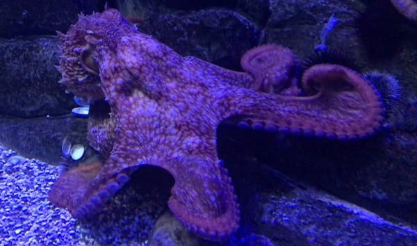 Восьминіг: морський хижак з дев’ятьма мозками, що полює на акул
