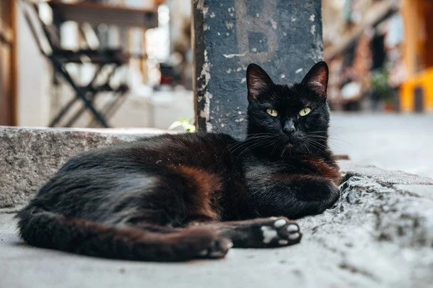 17 серпня Міжнародний день чорного кота