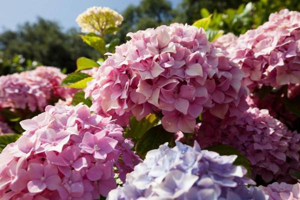 Обріжте гортензії після цвітіння для пишних суцвіть наступного року