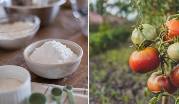 Кукурудзяний крохмаль: 7 неочікуваних лайфхаків для саду та городу