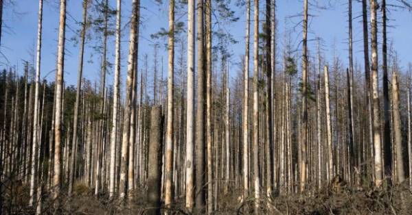 12 мільйонів дерев уздовж узбережжя США загинули від змін клімату