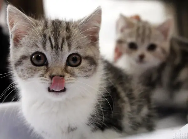 Чи справді коти мають ієрархію: експертна думка
