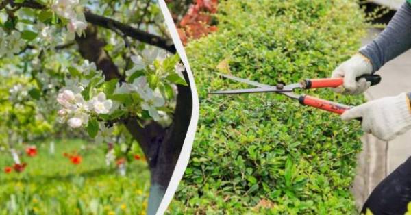 Не чіпайте ці кущі та дерева у вересні: збережіть урожай