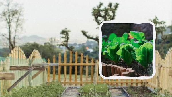 Ще не пізно: 4 культури, що встигнуть дати врожай до зими