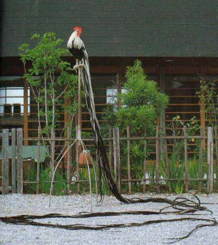 Онагадори: японская порода кур с величественно длинными хвостовыми перьями (5 фото + 2 видео)