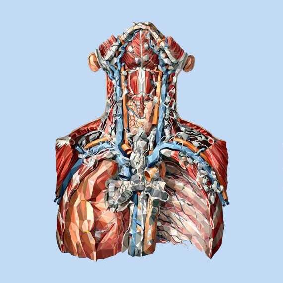 Фитоэстрогены для женщин и мужчин: Кому и зачем