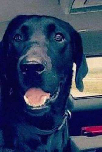 Владельцы пропавшего лабрадора не могли поверить своим глазам, когда нашли своего пса в компании неожиданных друзей (8 фото + видео)