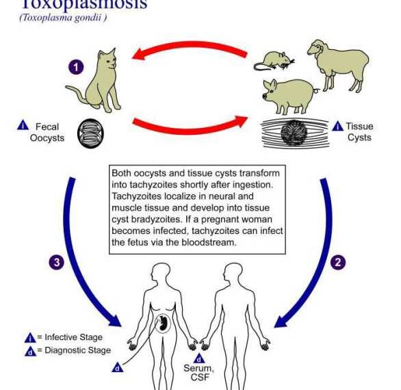 Токсоплазмоз: ЧТО делать